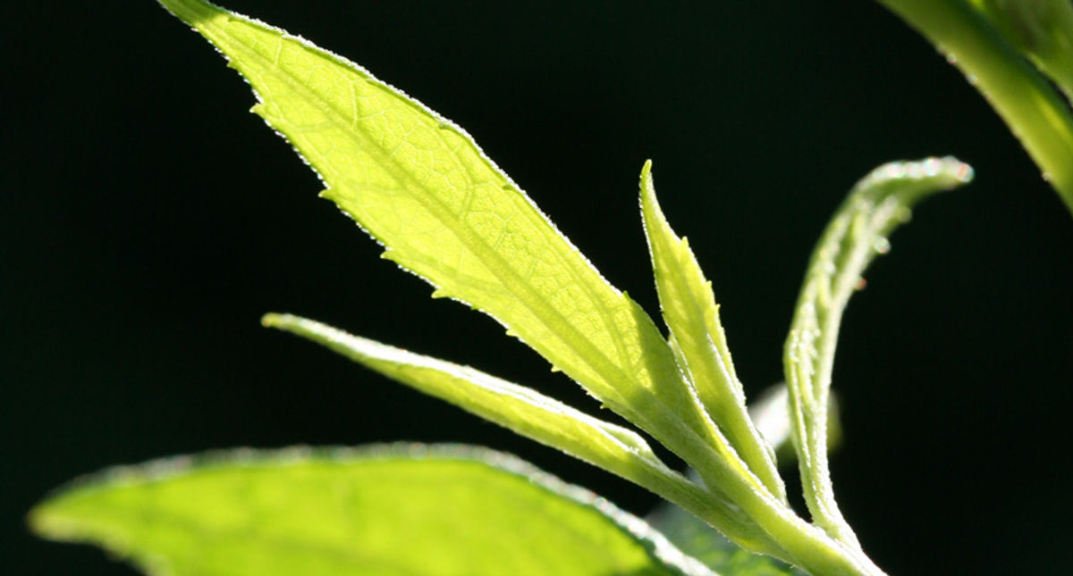 Ma diffusion en direct